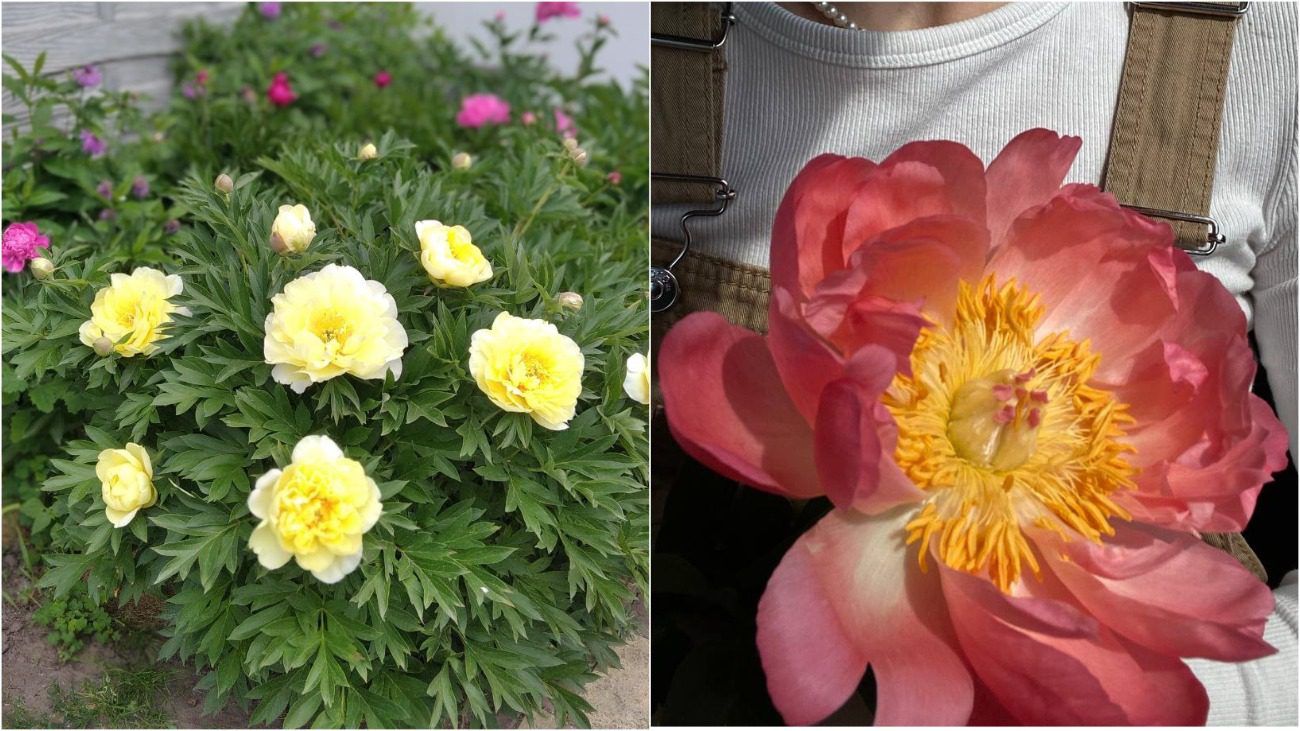 Квітникарі назвали три півонії, які вразять своєю красою