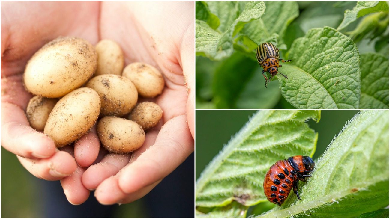 Як захистити картоплю від колорадського жука