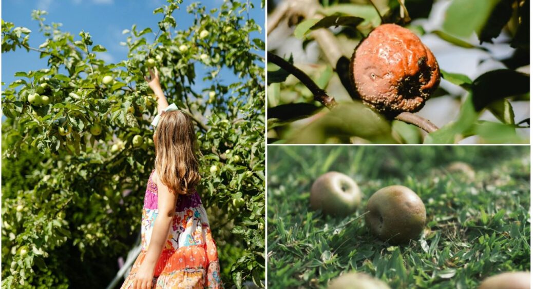 Якщо у вашому саду завелася плодожерка: як уберегти врожай 2025 року – всього 3 простих кроки 