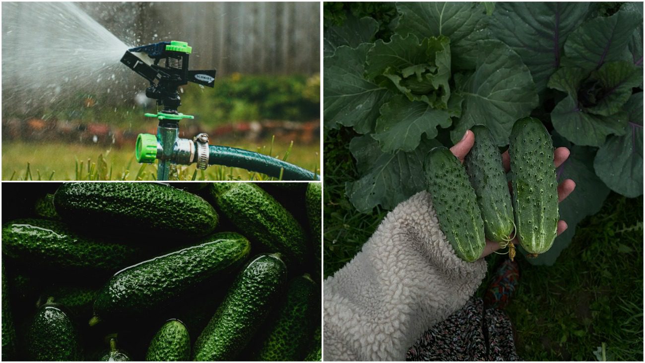 Як правильно поливати огірки