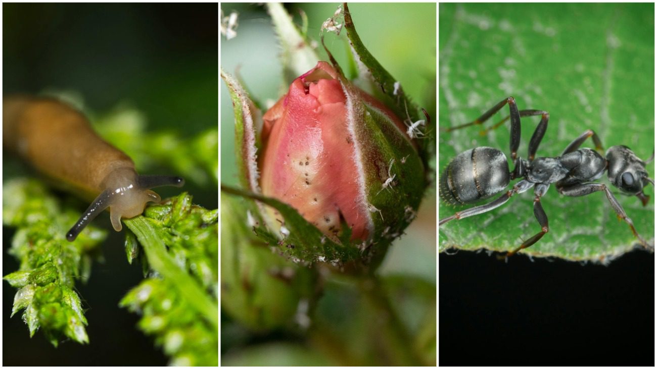 Полтавські городники зізналися, як борються зі шкідниками у травні