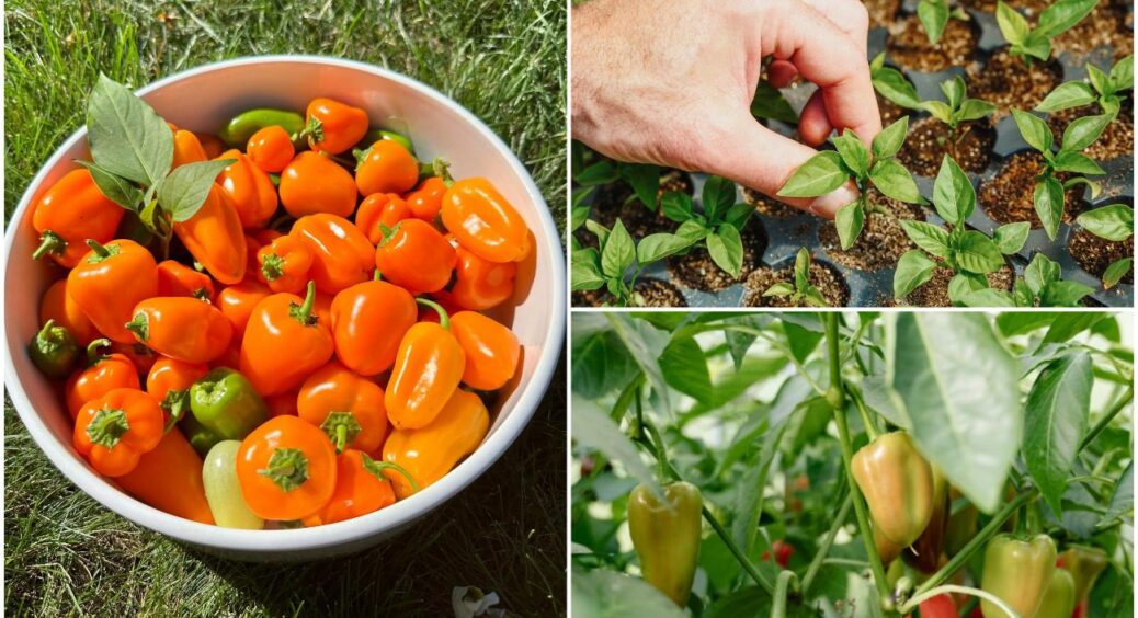 “Магічний еліксир” для перців: уся фішка багатого врожаю в 1 підживці – 10 кілограмів з куща 