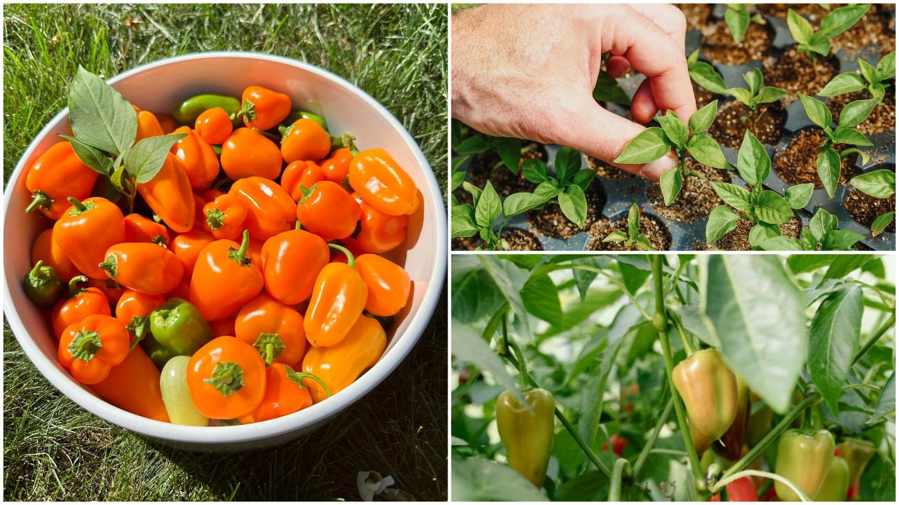 “Магічний еліксир” для перців: уся фішка багатого врожаю в 1 підживці – 10 кілограмів з куща 
