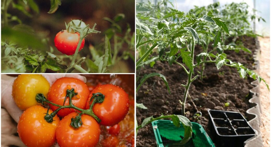 Якщо хочете бути з урожаєм до самих холодів: що потрібно встигнути зробити з томатами у червні 