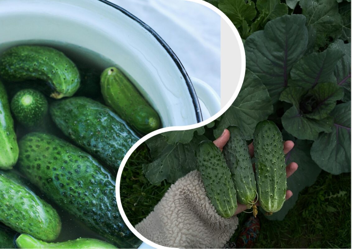 Агрономи розповіли, як виростити мега врожай найхрумкіших та солодких огірків