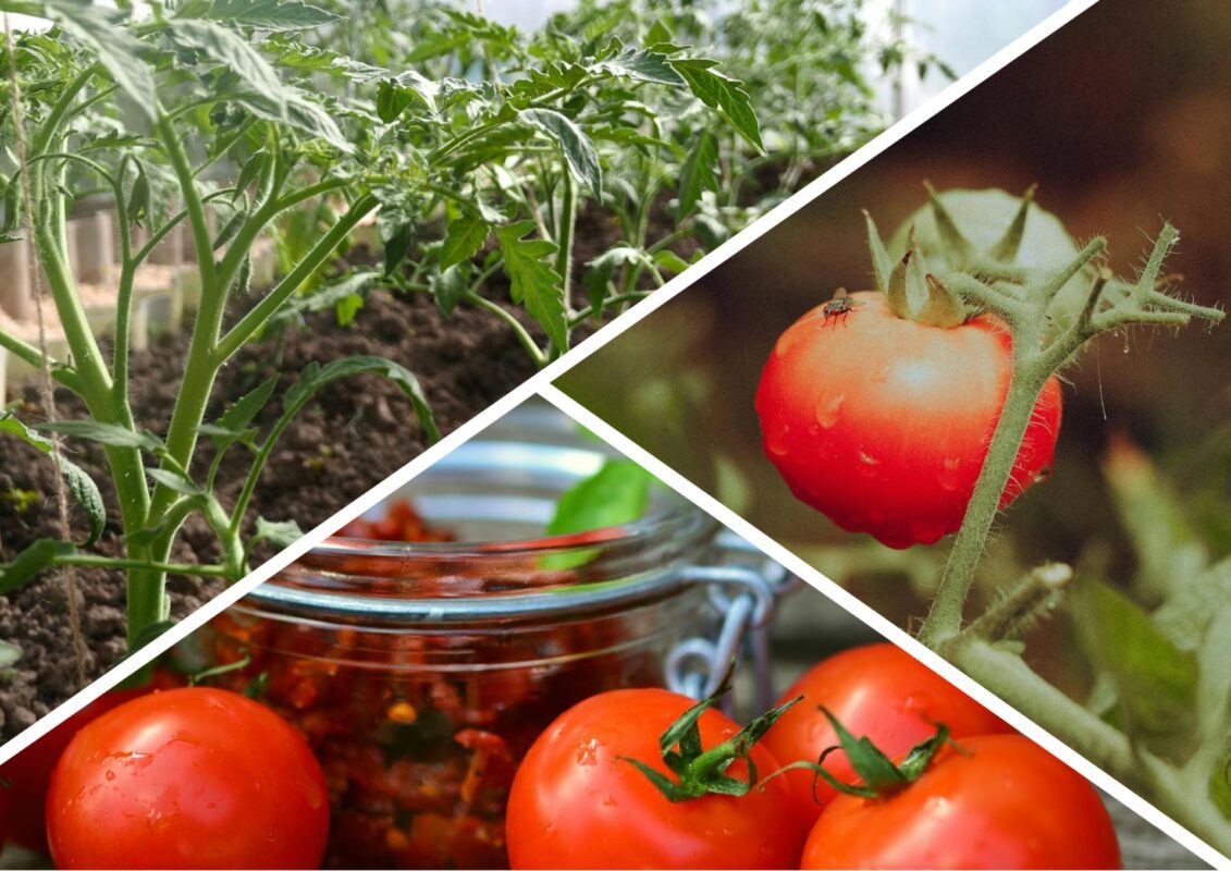 Городники назвали рецепти найкращих народних засобів для підживлення помідорів