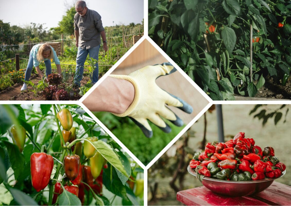 Одеські городники дали 5 працюючих порад щодо вирощування супер-солодкого перцю