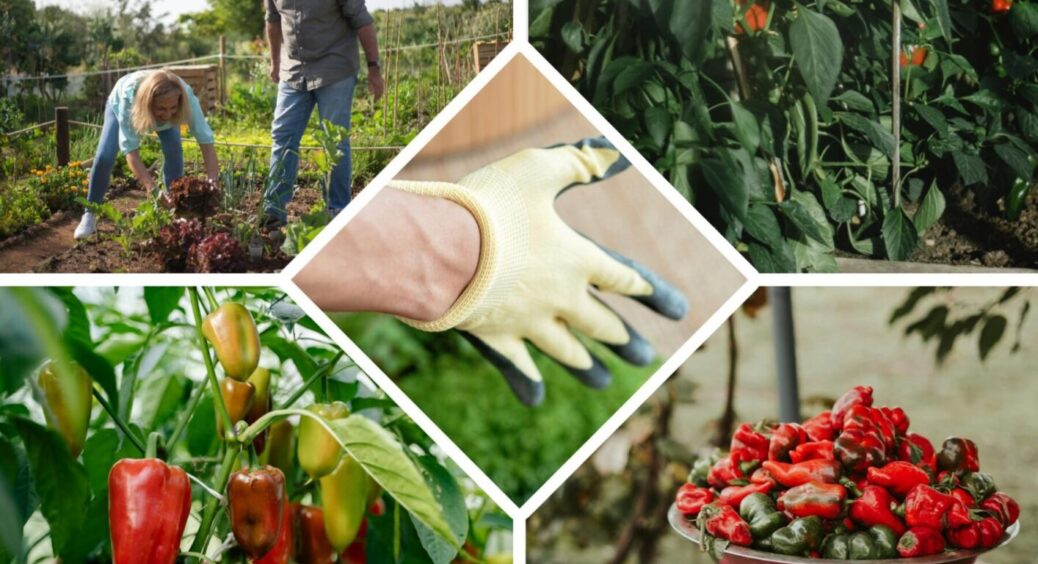 Одеські городники дали 5 працюючих порад щодо вирощування супер-солодкого перцю для салатів 