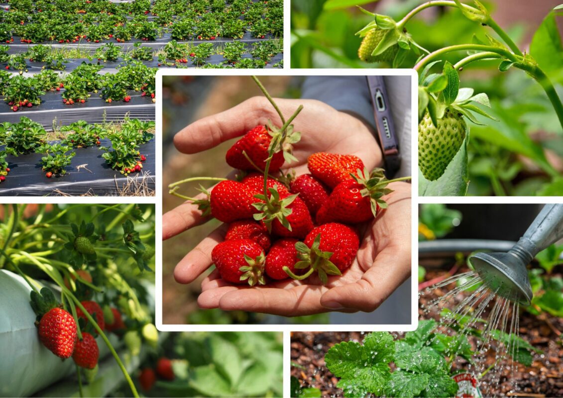 Агрономи розповіли, чому червоніє листя у полуниці