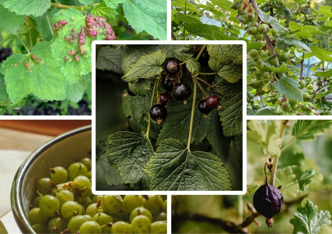 Садоводи назвали найкращі засоби від хвороб та шкідників смородини та аґрусу