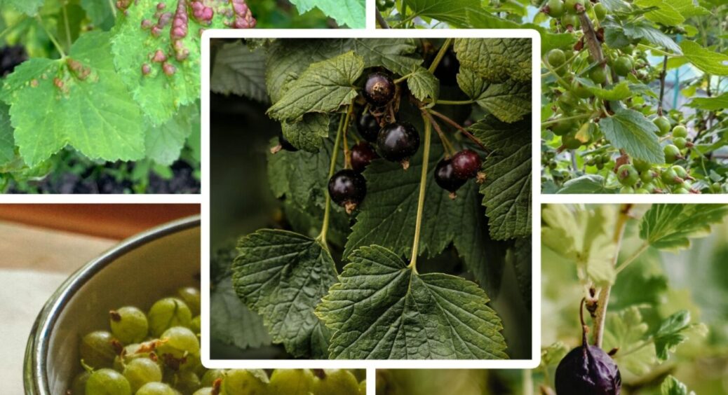 Від усіх напастей: як допомогти смородині та аґрусу – у Луцьку назвали найефективніші засоби 