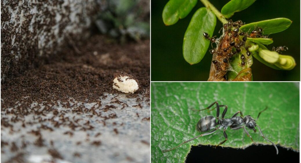 Всього 2 краплі, і садових мурах слід простиг: тільки мурашники і залишать після себе 
