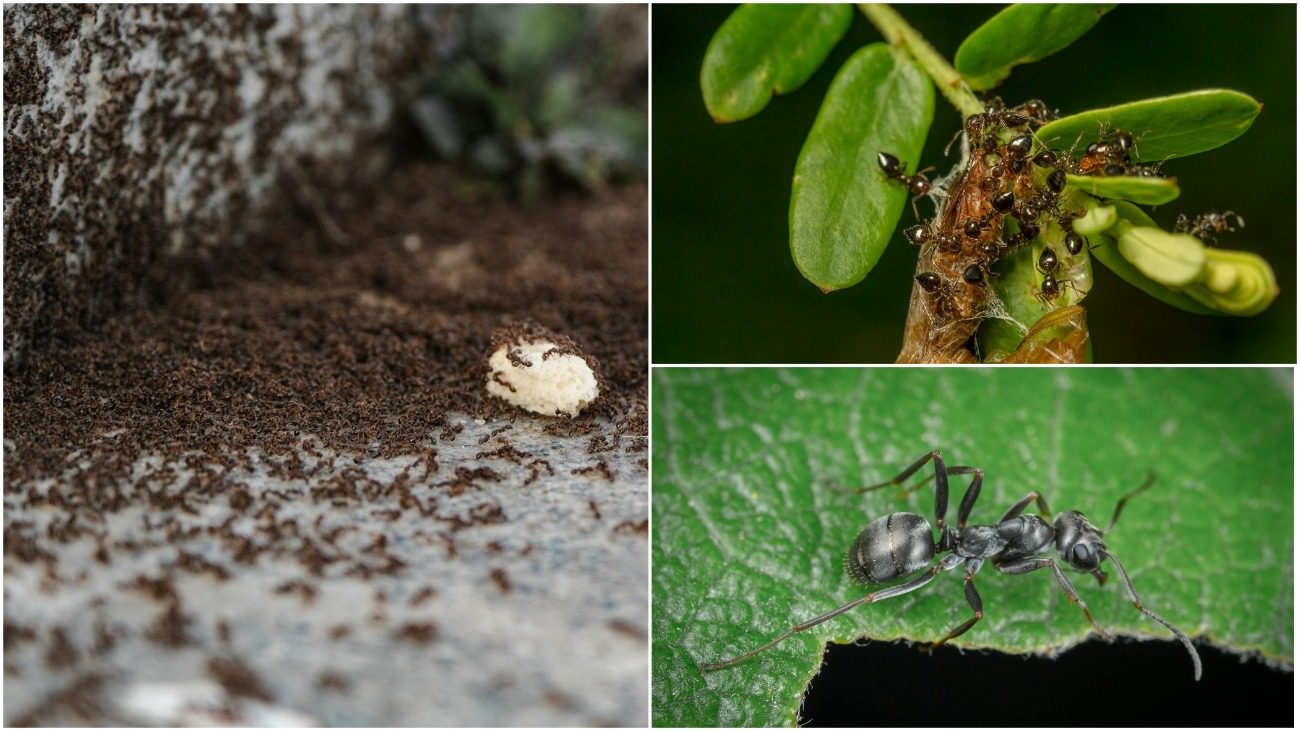 Як позбавитися від мурах на ділянці