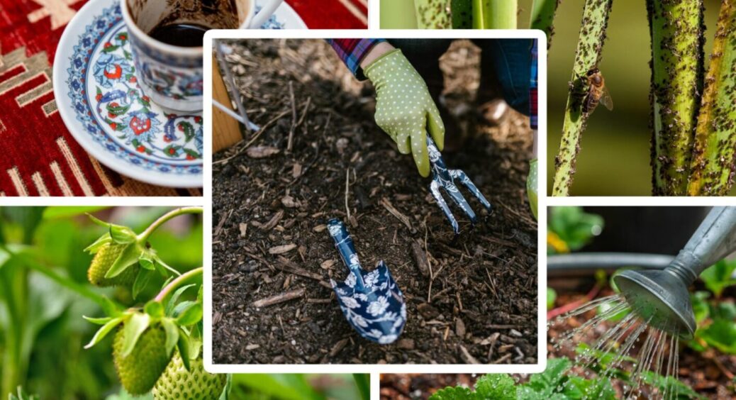 Добавка до компосту, від шкідників та ароматна мульча: все це з 1 диво-інгредієнта з кухні 