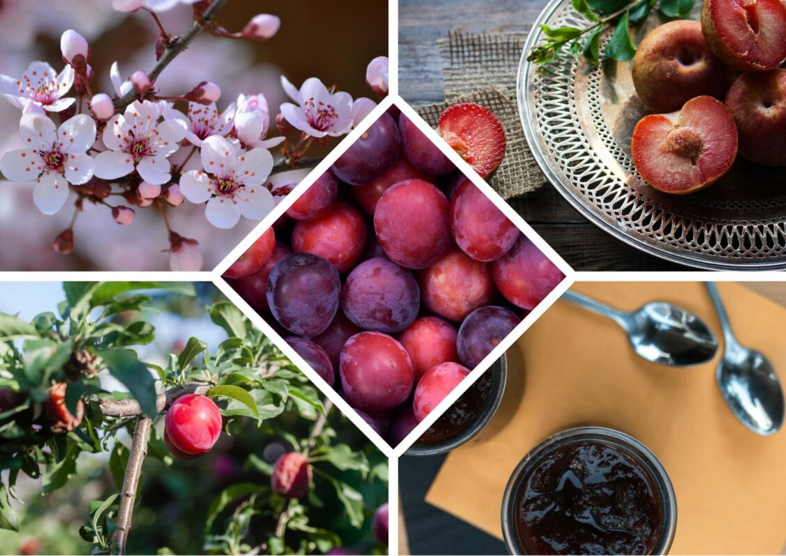 Садівники назвали найсолодші сорти сливи з великими плодами
