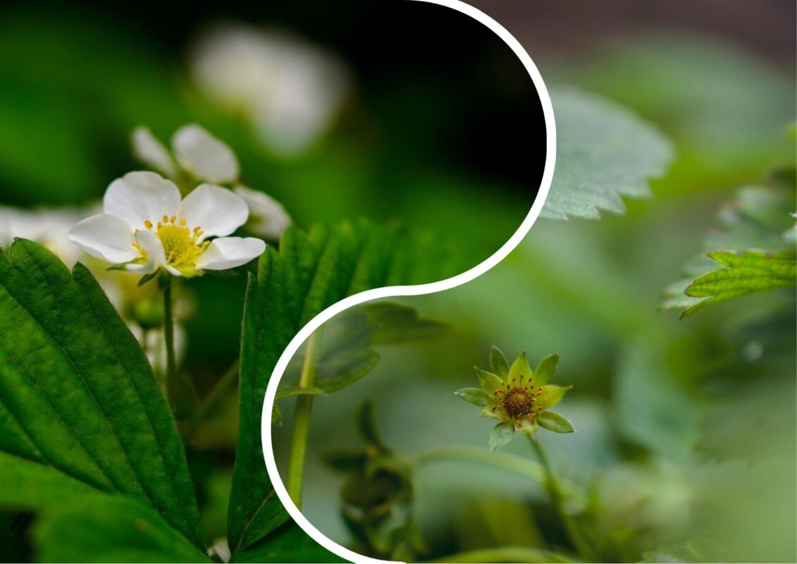 Агрономи розповіли, що відбувається з квітами полуниці навесні 