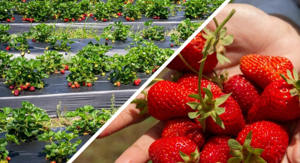 Як виростити солодку полуницю, як у Херсоні: просто дотримуйтесь цих простих 5 правил 