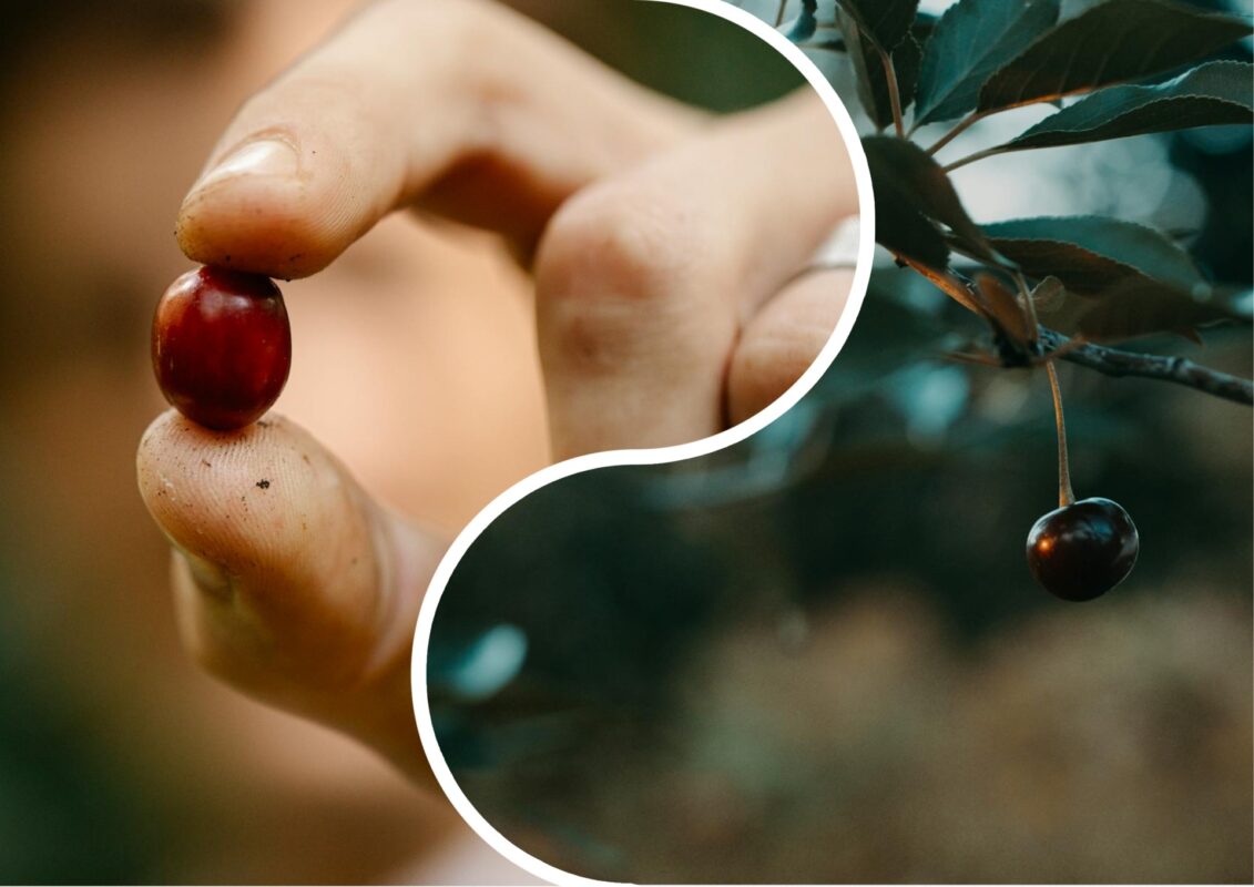 Агрономи назвали 4 причини опадання плодів у вишні