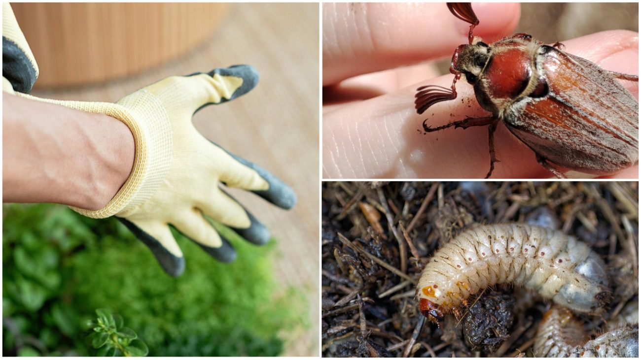На Закарпатті вирішили проблему з хрущами та їх личинками