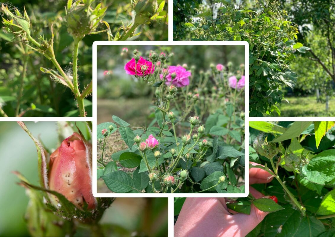 Садівники розповіли, як приготувати засіб від попелиці на трояндах