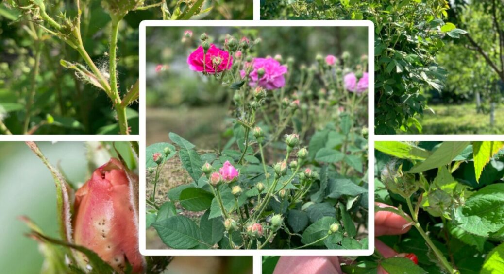 Якщо немає спеціальних засобів: як прогнати попелицю з троянди – готується всього за 5 хвилин 