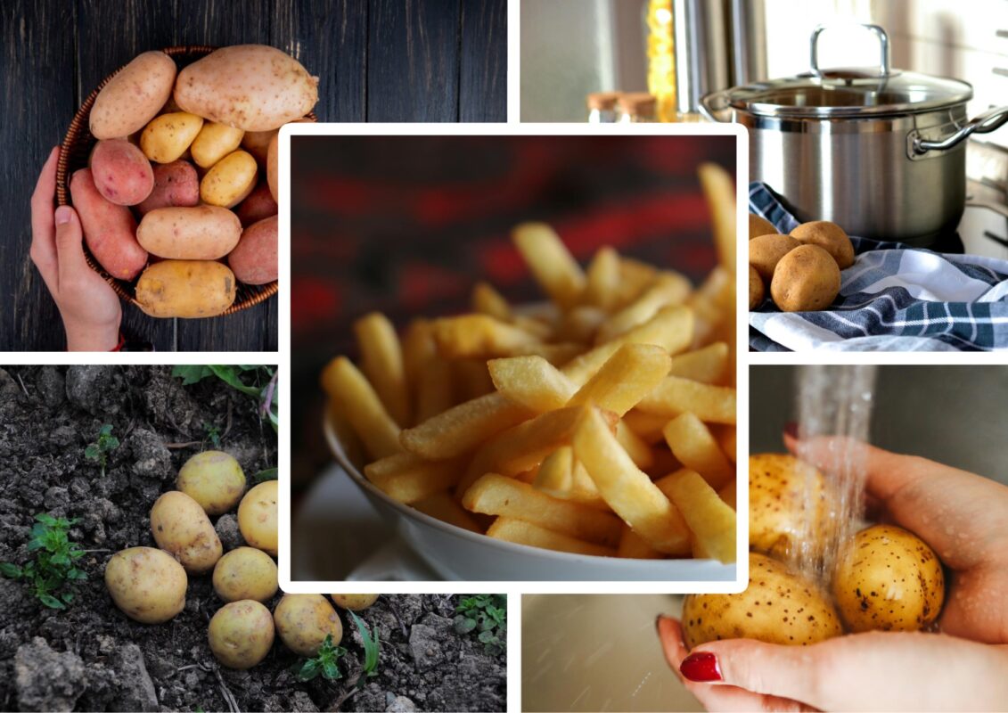 Агрономи назвали сорти картоплі для приготування чипсів та фритюру
