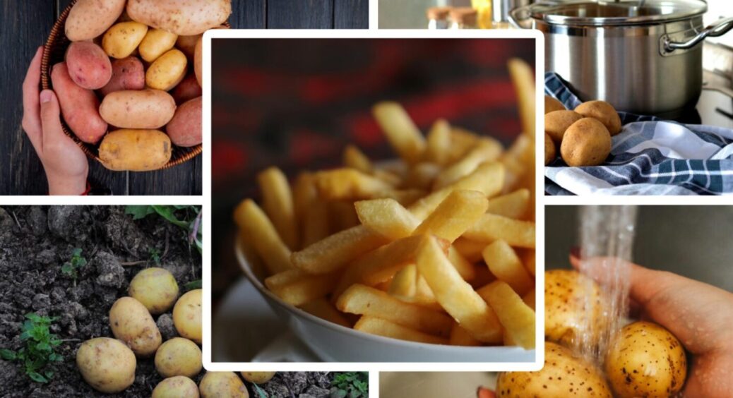 Для чипсів та фритюру: київські городники назвали 5 сортів картоплі для улюбленої страви 