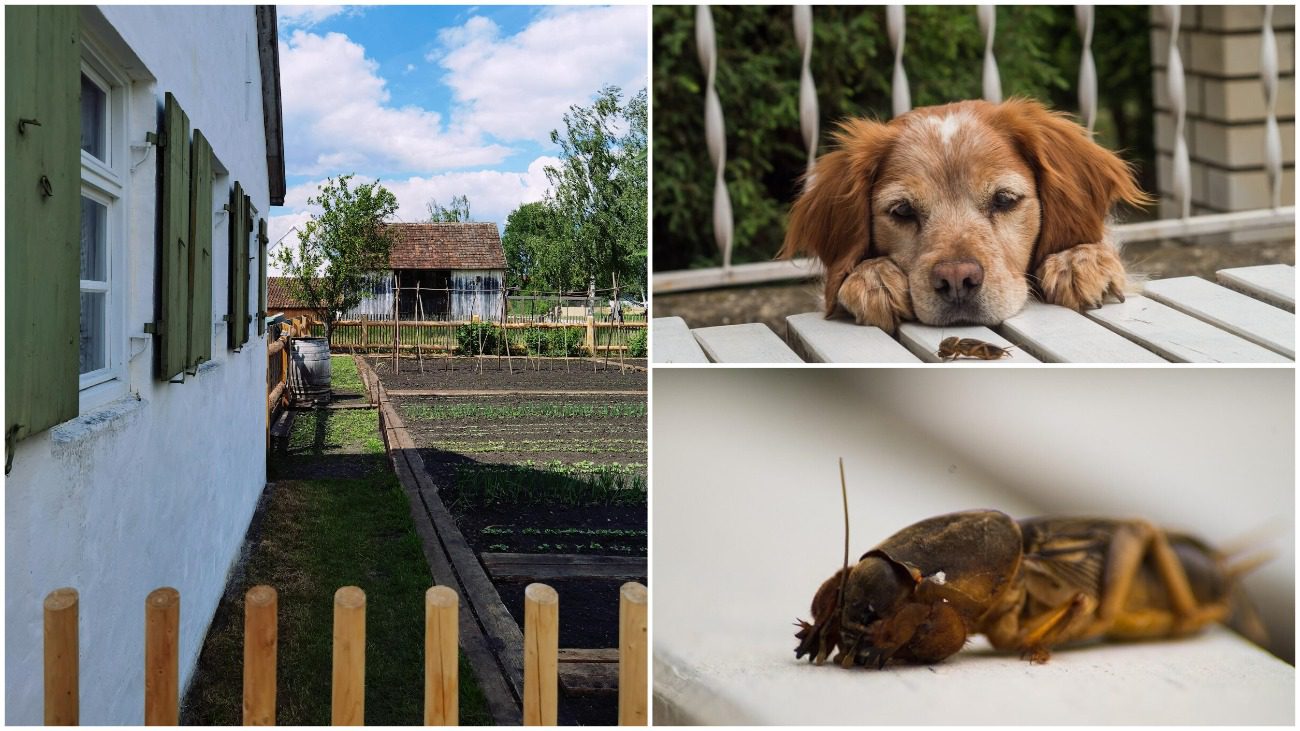 Експерти розповіли, коли і як обробляти ґрунт від капустянки у 2025 році