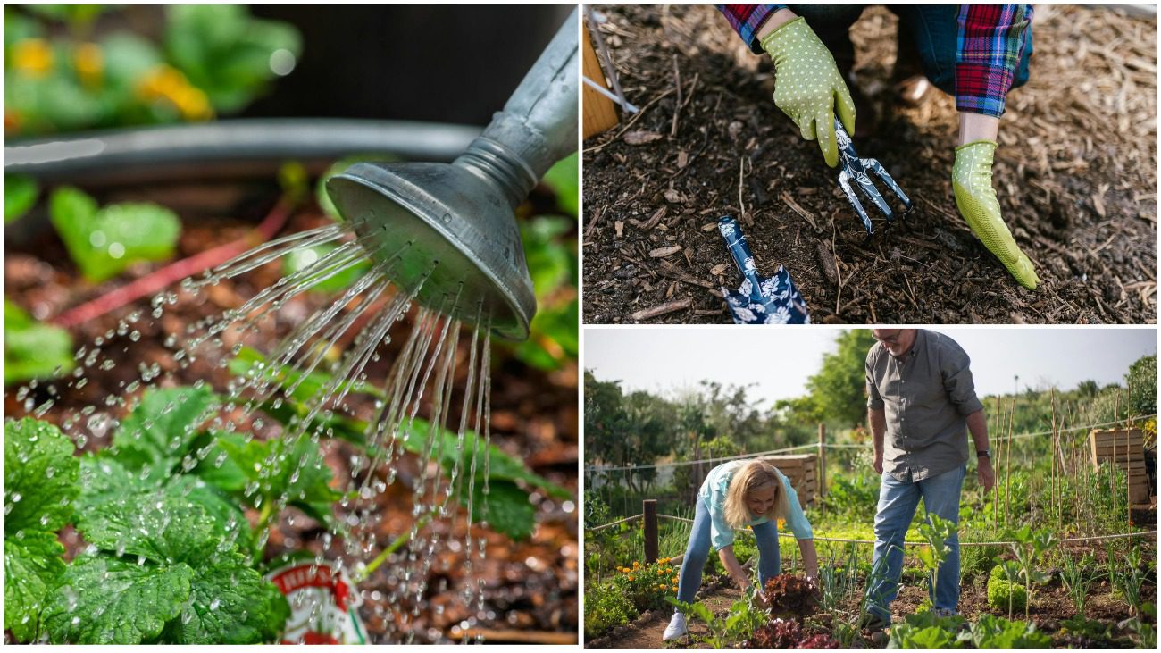 Огородники назвали 3 підживлення, які дають реальний результат