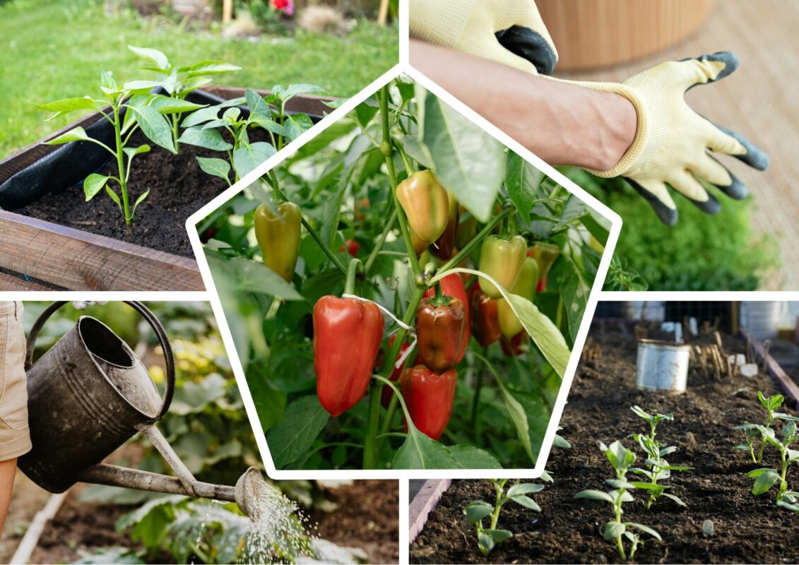 Агрономи розповіли, що покласти в лунку при посадці солодкого перцю