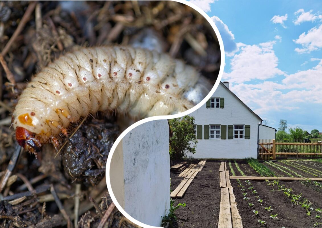 Агрономи розповіли, як прогнати хруща з дачної ділянки
