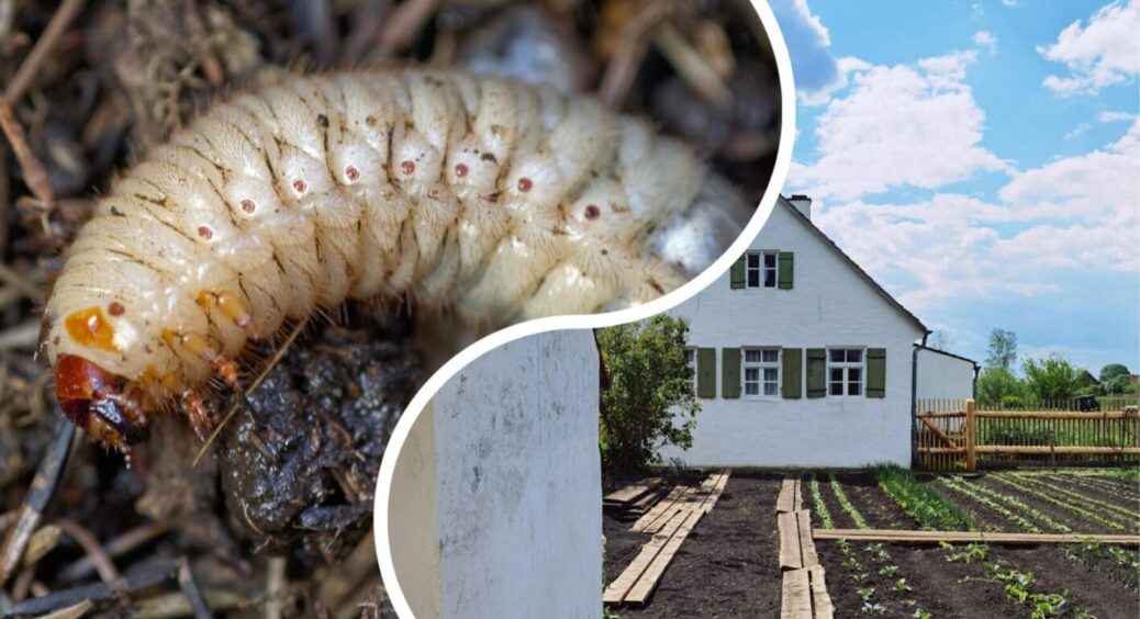 Коли їжаки, кроти та птахи не справляються: як прогнати з ділянки хрущів – лише народні методи 