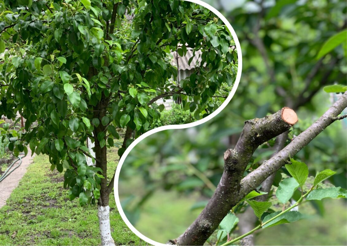 Садівники розповіли, що і коли обрізати в саду після посадки та пересадки