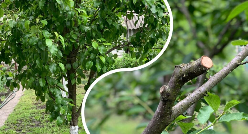 Перші стрижки після посадки та пересадки: що і коли обрізати – не пропустіть цей важливий етап 