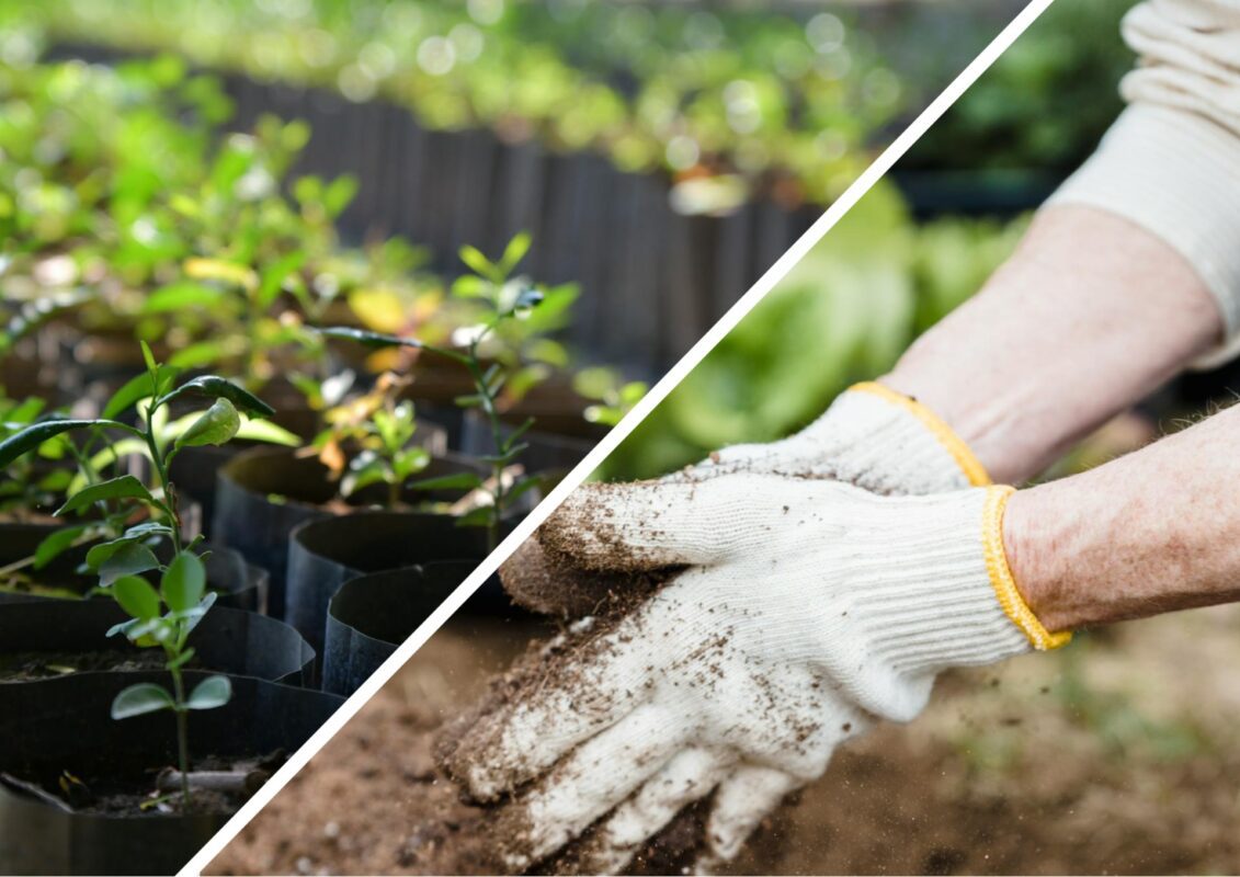 Агрономи розповіли, що робити, коли розсада не вдалася