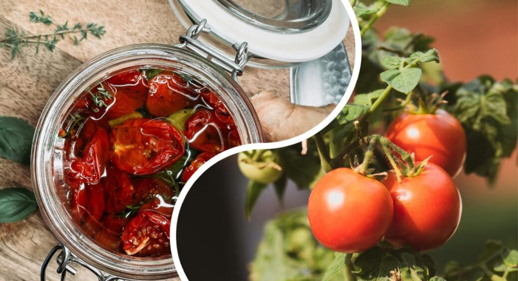 Для справжніх гурманів: найкращі сорти томатів для в’ялення, які закуповують у всі ресторани 