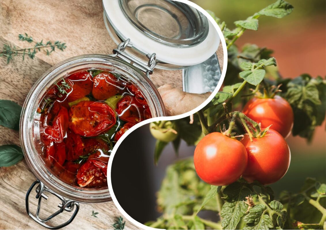 Шеф-кухарі назвали найкращі сорти томатів для в'ялення