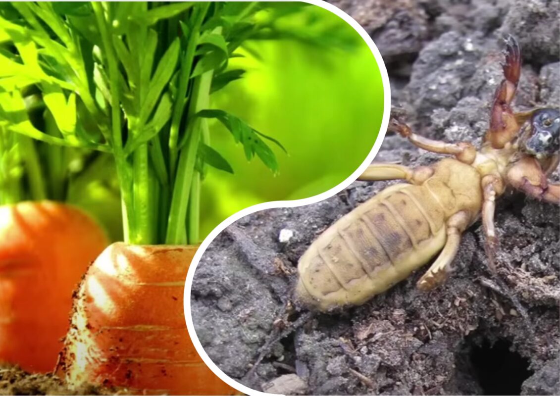 Експерти розповіли, що потрібно знати, щоб позбутися капустянки