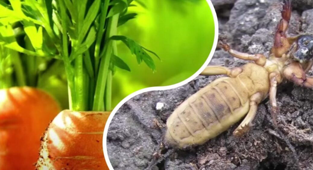 Без цього капустянки не позбутися: що потрібно знати про найпідступнішого городнього шкідника 