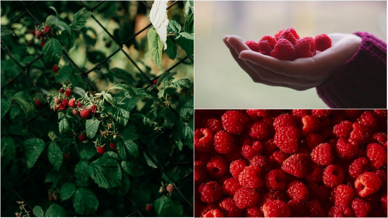 Садівники назвали причини відсутності ягід на малині