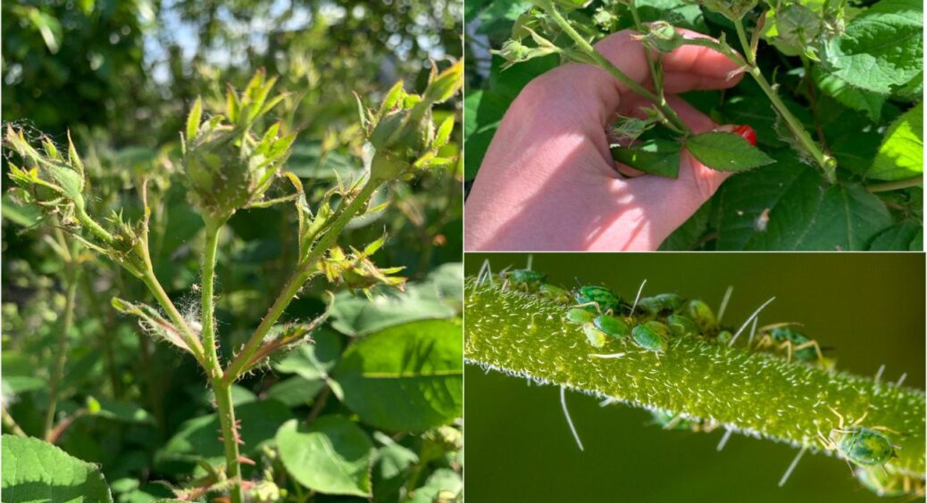 Прості вирішення складних проблем: як позбутися попелиці на рослинах – лише народні засоби 