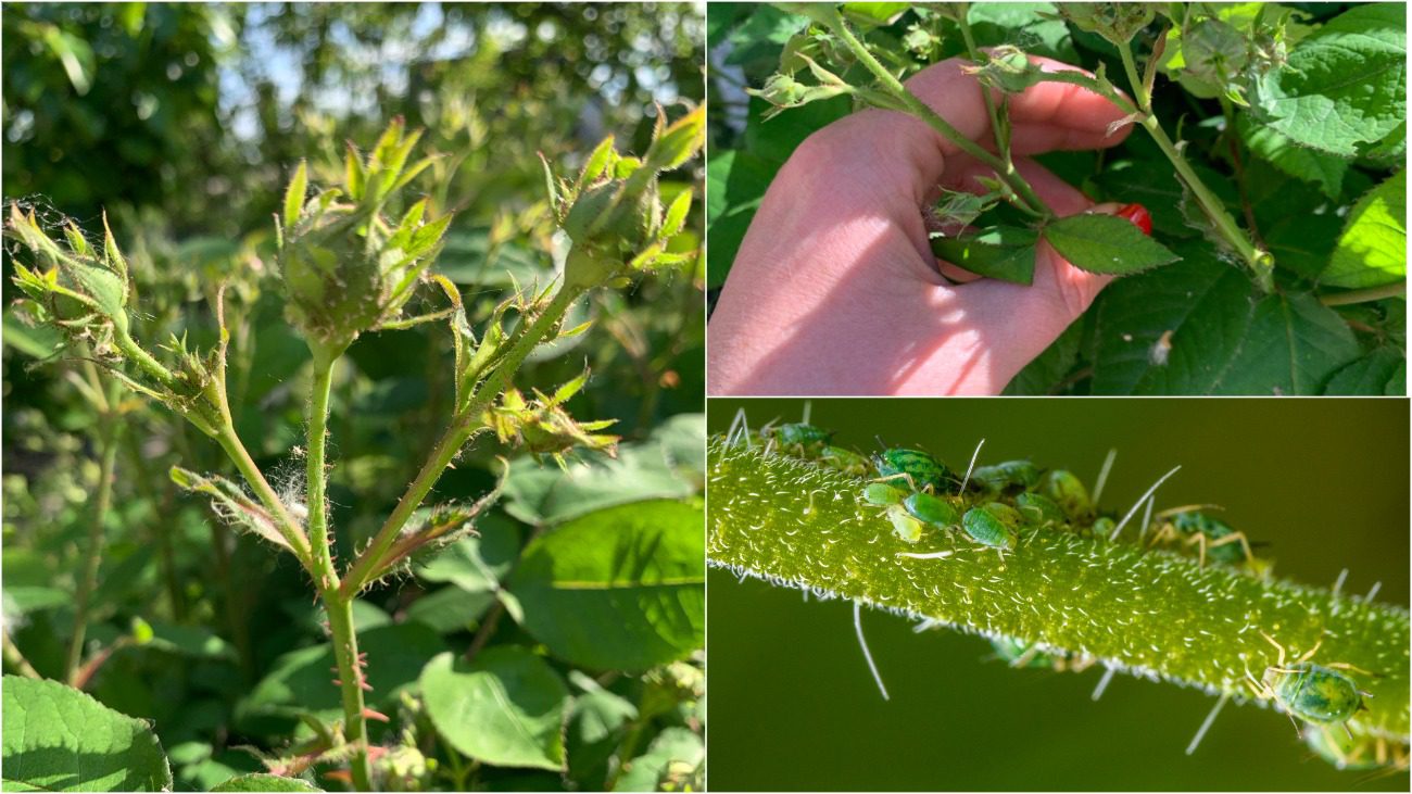 Як ефективно боротися з попелицею на ділянці