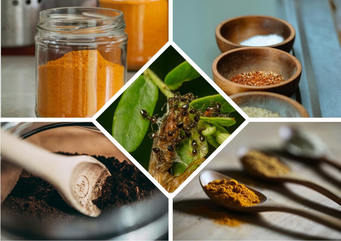 Експерти розповіли, як використовувати прянощі та спеції від шкідників