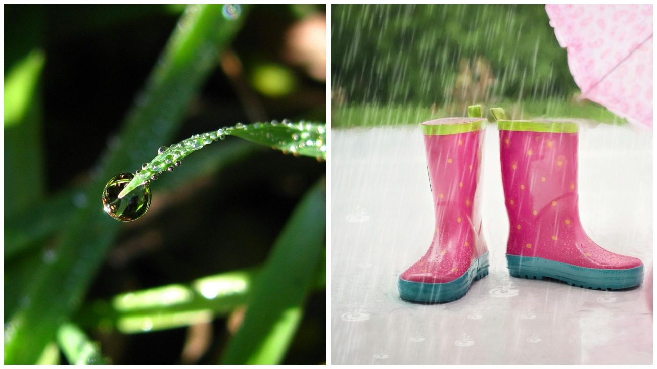 Як захистити рослини на городі від затяжних дощів