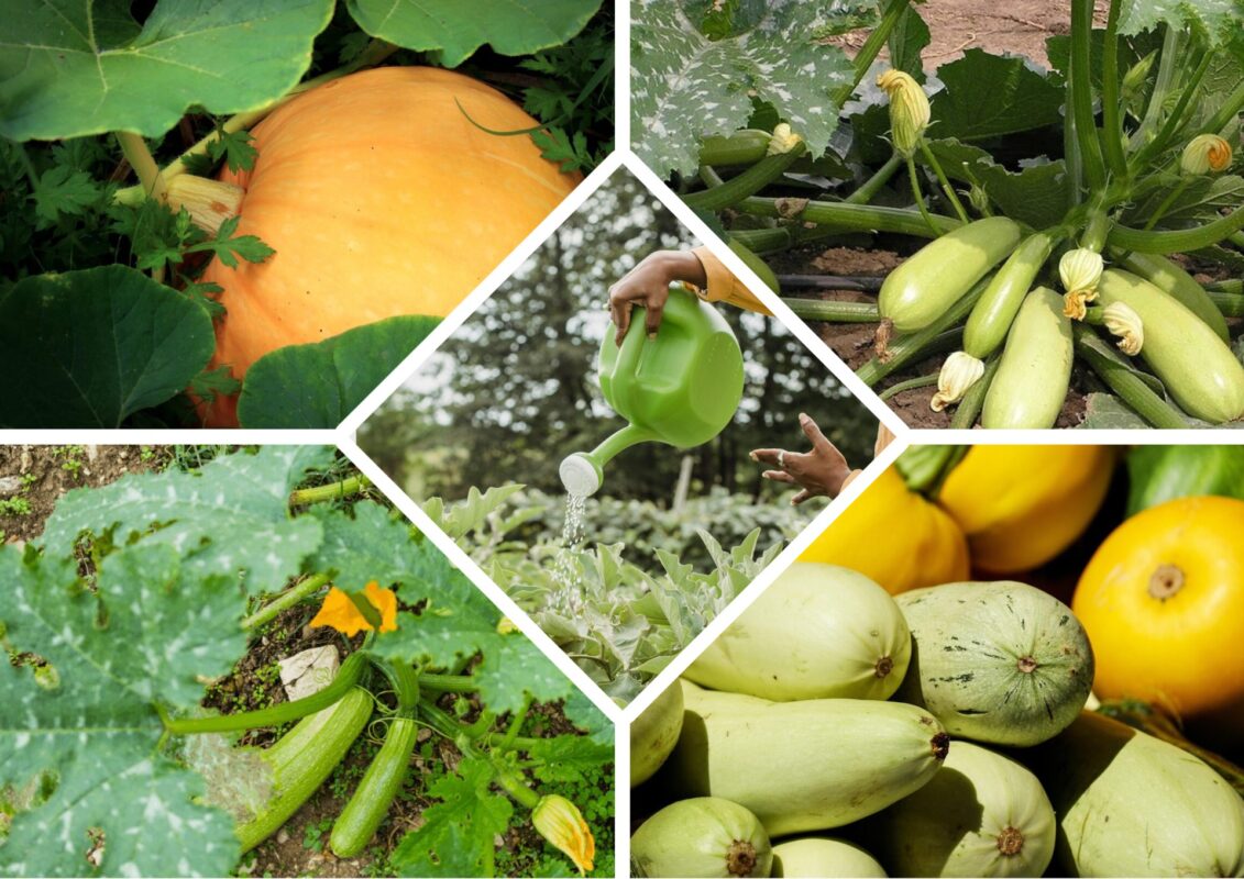 Агрономи дали пораду чим підгодувати кабачки та гарбузи у перший місяць літа