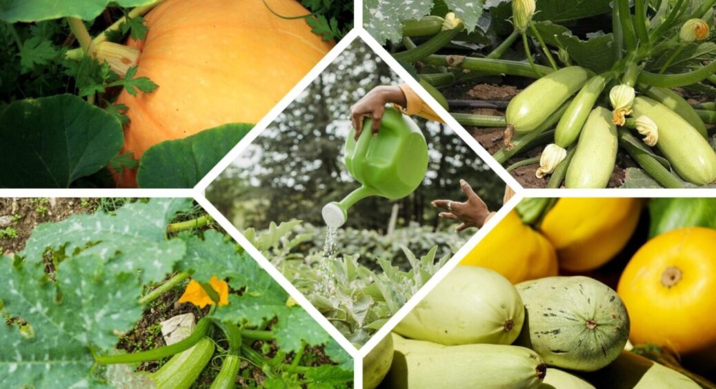 Вони дуже люблять ці “смаколики”: чим краще підгодувати кабачки та гарбузи у перший місяць літа 