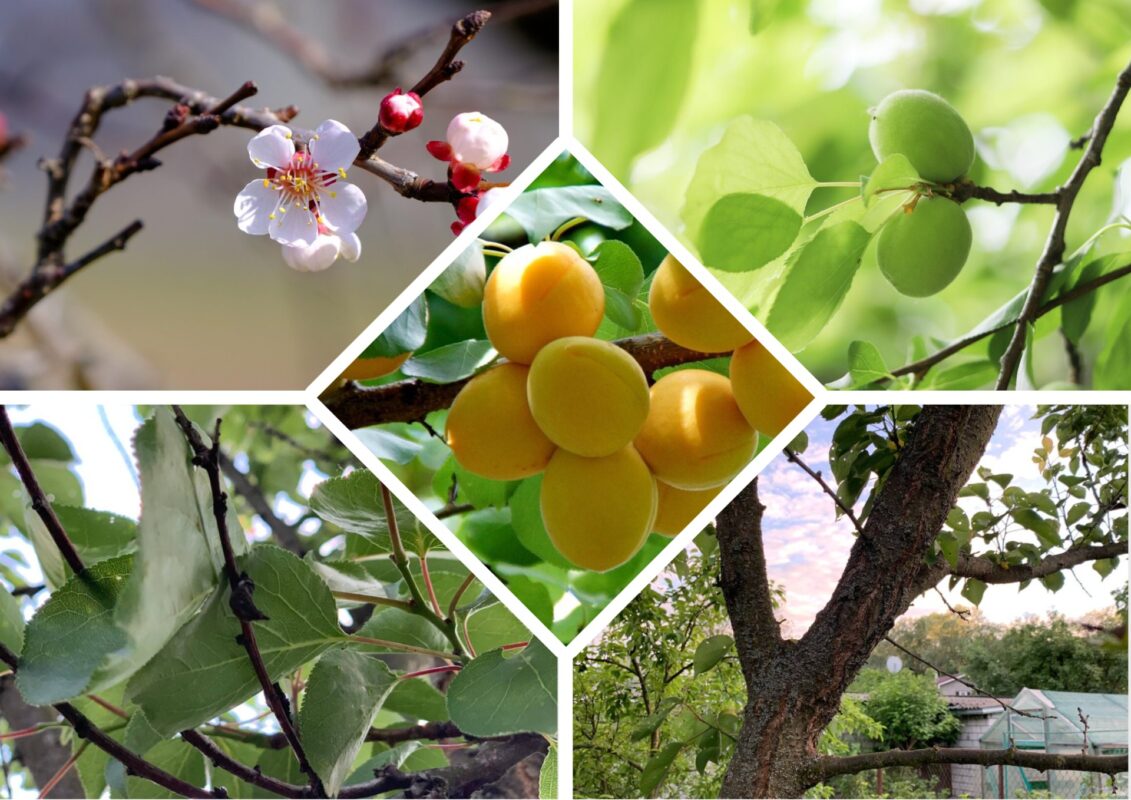 Агрономи розповіли що робити, якщо засихає абрикос