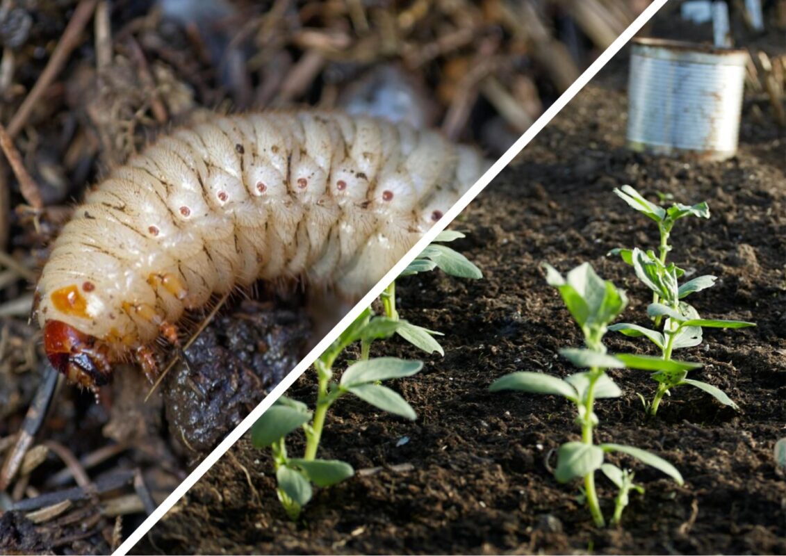 Коли та як обробляти ґрунт від личинок хруща