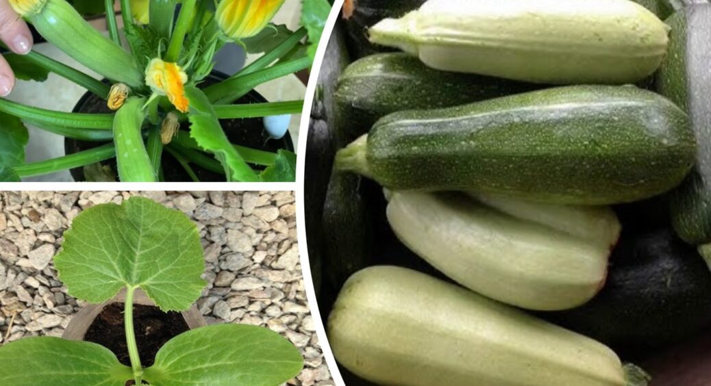 Як виростити кабачки швидше за всіх? Цей 1 прийом – секрет потужного приросту в травні 