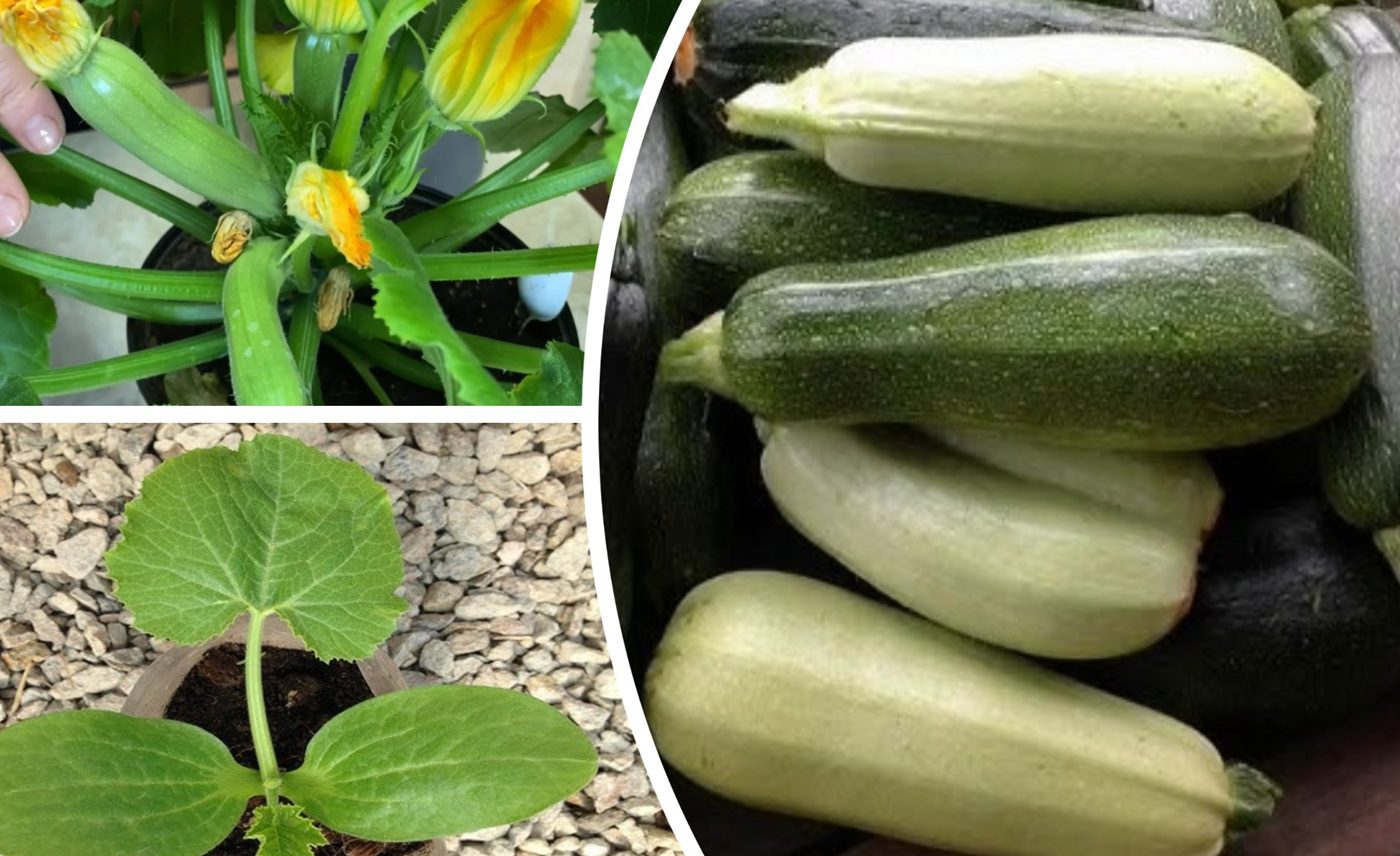 Агрономи розповіли, як отримати ранній урожай кабачків